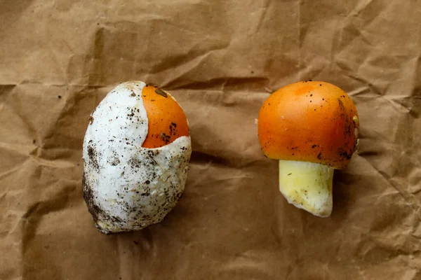Zwei Caesar Pilze Mit Und Ohne Weiße Schale Auf Braunem — Stockfoto