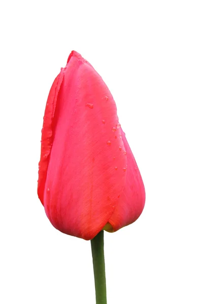 빨간 튤립 꽃 봉 오리 — 스톡 사진