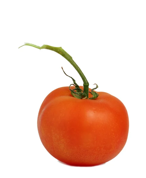 Tomate maduro brillante — Foto de Stock