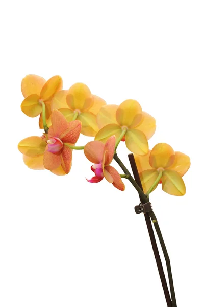 Gult och rosa orchid — Stockfoto