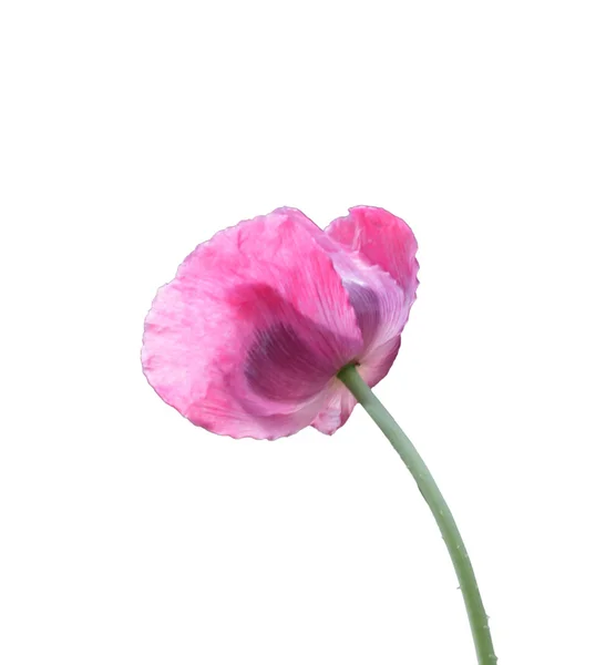 Ενδιαφέρον πεδίο της ροζ λουλούδι — Φωτογραφία Αρχείου