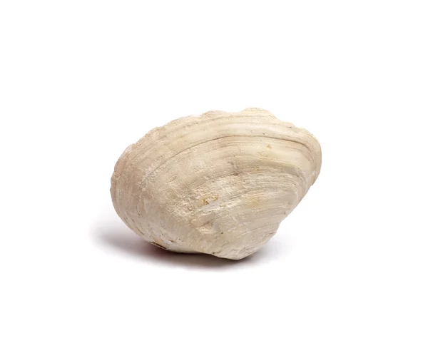 Shell interesante de la costa — Foto de Stock