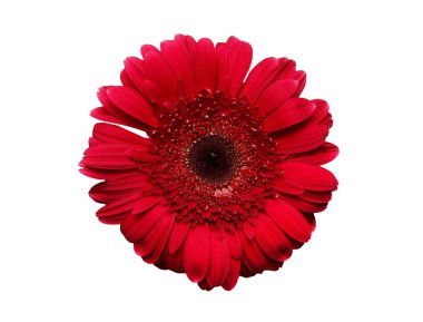 zengin kırmızı gerbera