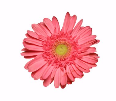 büyük pembe gerbera