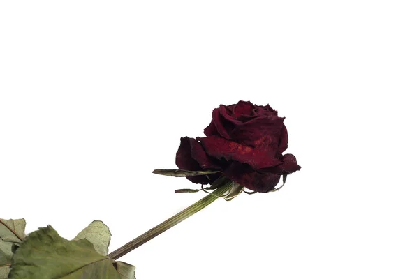Rosa roja marchita —  Fotos de Stock