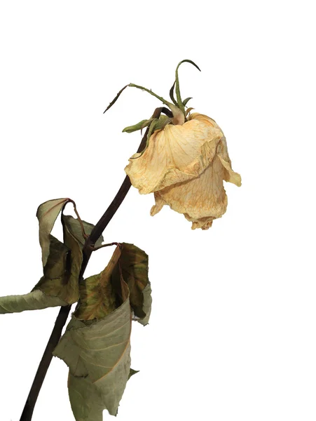 魅力的な乾燥されたバラ ベージュ色 ストックフォト