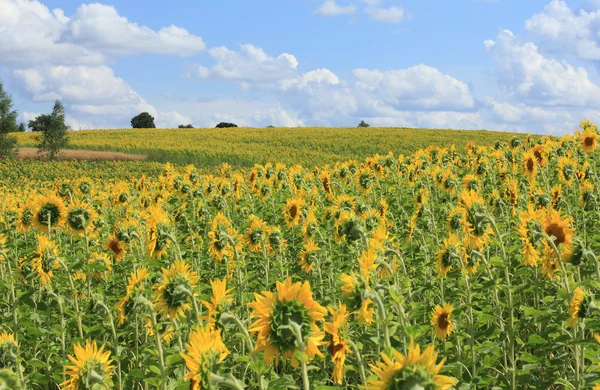 Große Sonnenblume Nahaufnahme — Stockfoto