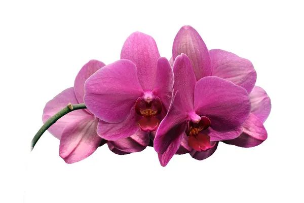 Magnificent orchid pink — Stock Photo, Image