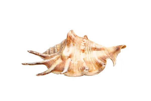 Sea Shell — Stock fotografie