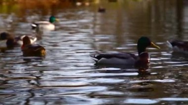 Göldeki vahşi ördekler. Vahşi doğa. Yavaş çekim videosu