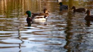 Göldeki vahşi ördekler. Vahşi doğa. Yavaş çekim videosu