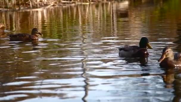 Άγρια Πάπιες Στη Λίμνη Άγρια Τοπίο Βίντεο Αργής Κίνησης — Αρχείο Βίντεο