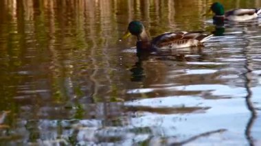 Göldeki vahşi ördekler. Vahşi doğa. Yavaş çekim videosu