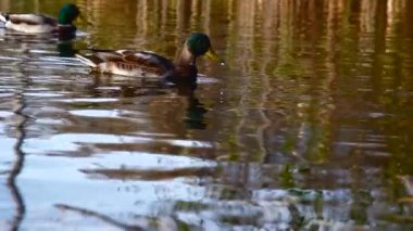 Göldeki vahşi ördekler. Vahşi doğa. Yavaş çekim videosu
