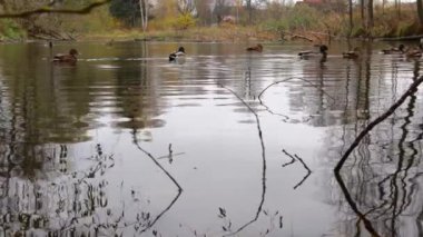 Göldeki vahşi ördekler. Vahşi doğa. Yavaş çekim videosu