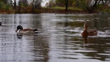 Göldeki vahşi ördekler. Vahşi doğa. Yavaş çekim videosu