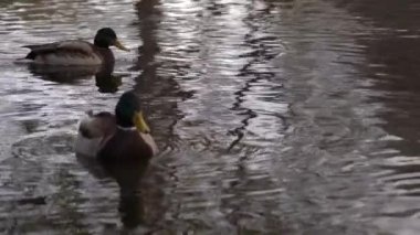 Göldeki vahşi ördekler. Vahşi doğa. Yavaş çekim videosu