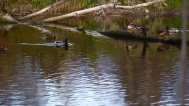 Göldeki vahşi ördekler. Vahşi doğa. Yavaş çekim videosu