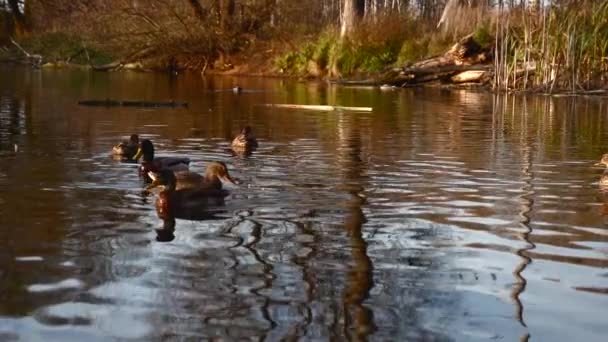 Dzikie Kaczki Jeziorze Dziki Krajobraz Zwolniony Film Wideo — Wideo stockowe