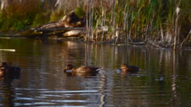 Göldeki vahşi ördekler. Vahşi doğa. Yavaş çekim videosu