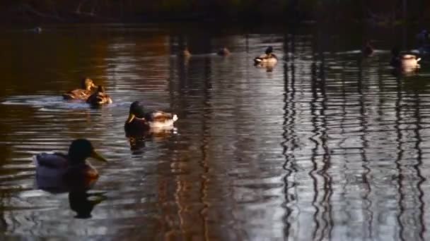 오리들 호수에 야생의 풍경이지 슬로우 비디오 — 비디오