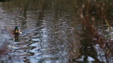 Göldeki vahşi ördekler. Vahşi doğa. Yavaş çekim videosu