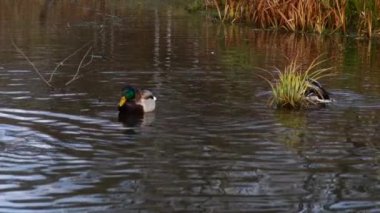 Göldeki vahşi ördekler. Vahşi doğa. Yavaş çekim videosu