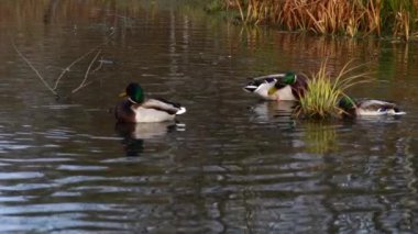 Göldeki vahşi ördekler. Vahşi doğa. Yavaş çekim videosu