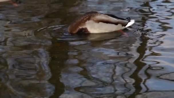 Dzikie Kaczki Jeziorze Dziki Krajobraz Zwolniony Film Wideo — Wideo stockowe