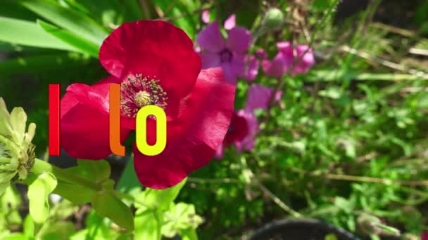 Ich Liebe Dich Text Farbe Blumen Hintergrund — Stockvideo