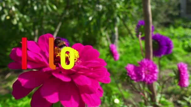 Jag Älskar Dig Sms Färg Blommor Bakgrund — Stockvideo