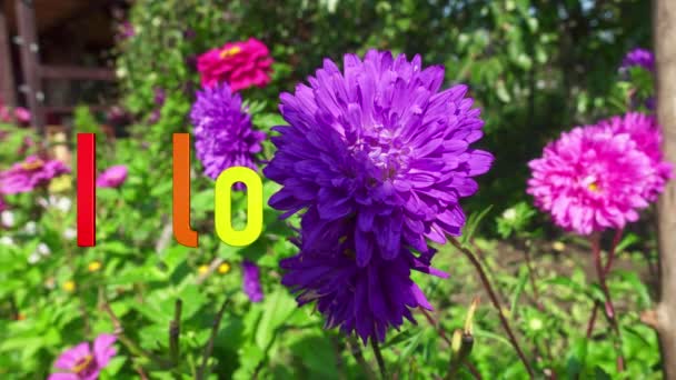 Jag Älskar Dig Sms Färg Blommor Bakgrund — Stockvideo