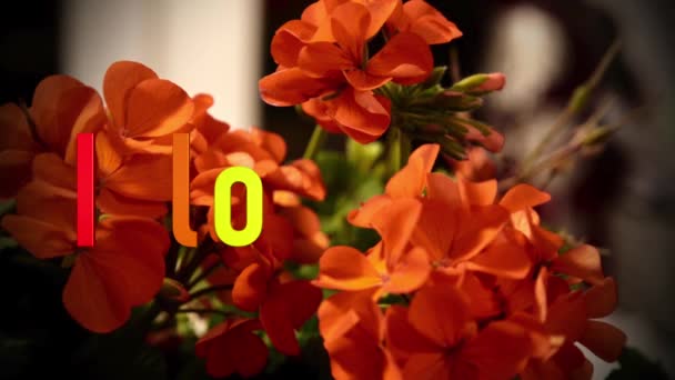 Hou Van Sms Kleur Bloemen Achtergrond — Stockvideo