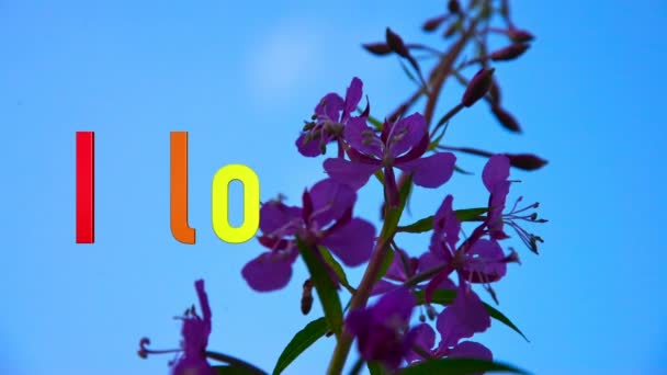 Amo Texto Color Flores Fondo — Vídeo de stock