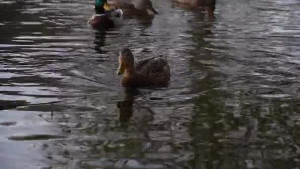 Wild Ducks Lake Wild Landscape — Stock Video