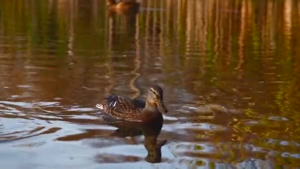 Patos Selvagens Lago Wild Paisagem — Vídeo de Stock