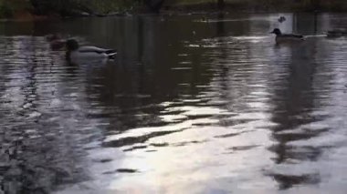 Göldeki vahşi ördekler. Vahşi doğa. .