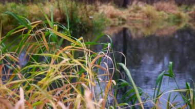 Nehir ormandan akıyor. Ormanda akarsu. Ağır çekim. 