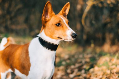 Bir sonbahar parkında yürüyen Basenji köpeği portresi.