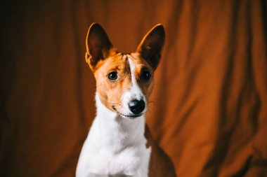 Kırmızı beyaz Basenji köpeği portresi.