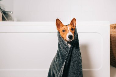 Banyoda yıkandıktan sonra havluya sarılı komik bir Basenji köpeği portresi..