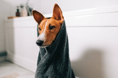 Banyoda yıkandıktan sonra havluya sarılı komik bir Basenji köpeği portresi..