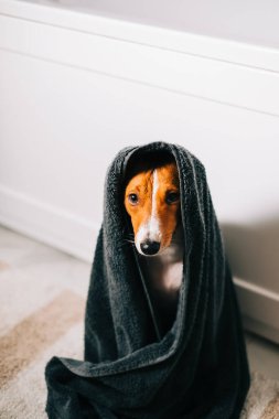 Banyoda yıkandıktan sonra havluya sarılı komik bir Basenji köpeği portresi..