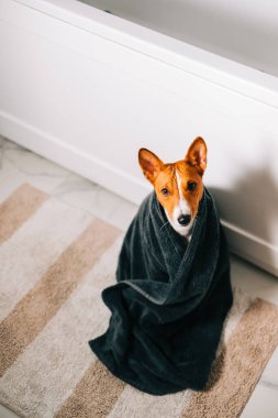 Banyoda yıkandıktan sonra havluya sarılı komik bir Basenji köpeği portresi..