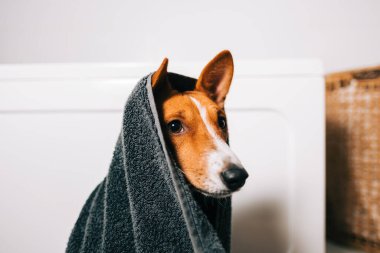 Banyoda yıkandıktan sonra havluya sarılı komik bir Basenji köpeği portresi..