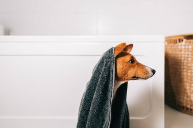 Banyoda yıkandıktan sonra havluya sarılı komik bir Basenji köpeği portresi..