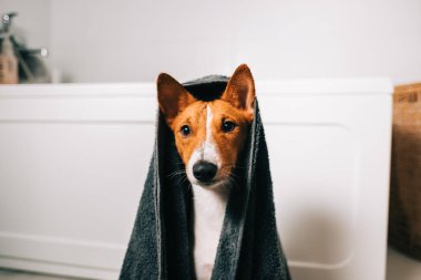 Banyoda yıkandıktan sonra havluya sarılı komik bir Basenji köpeği portresi..
