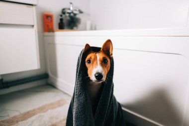 Banyoda yıkandıktan sonra havluya sarılı komik bir Basenji köpeği portresi..