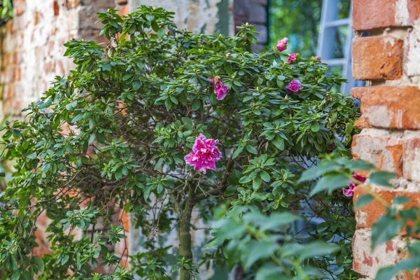 Bahçe dekorunun bir parçası olarak eski tuğla bir oyukta parlak yeşil bitki