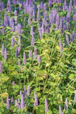 Mor rezene. Güzel çiçekli çok yıllık otsu bitki Agastache Foeniculum